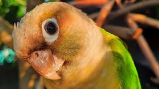 Conure Bird Sounds for Lonely bird to make happy
