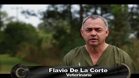 O que fazer quando o cavalo está mancando?