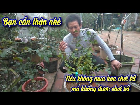 Video: Tại Sao Cây Hồng Trồng Trong Nhà Lại Rụng Lá?