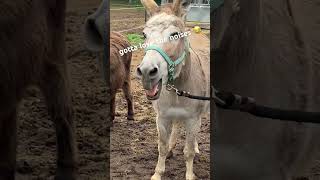 Donkeys braying