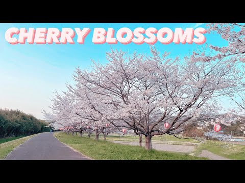 TATSUNOKUCHI CHERRY BLOSSOM PARK || TRAVEL JAPAN || 4K