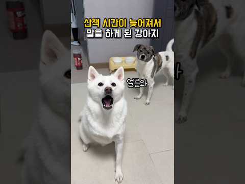 산책 시간이 늦어져서 말을 하게 된 강아지 #shorts thumbnail