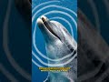 Dolphins Masters of Communication