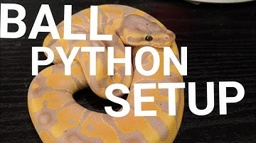 Juvenile BALL PYTHON Tank Setup! (How To and Care Tips)