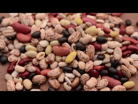 Domestication of Beans | Colorado Field Crop Tour