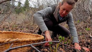 ALASKA Spring Foraging at Our Off Grid Cabin
