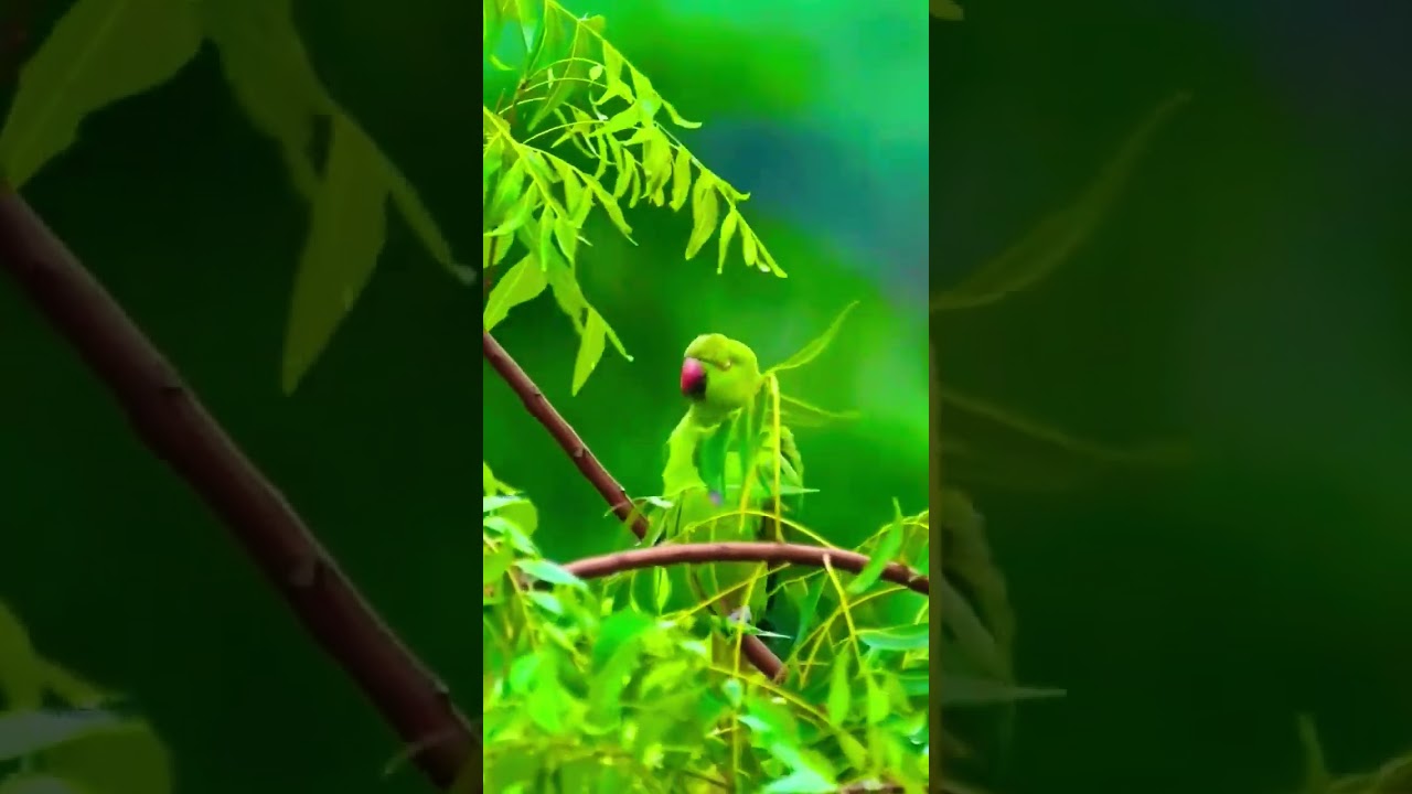 Parrot talking 🦜 | Green parrot talking #viralyoutubeshorts #rain #shortsfeed