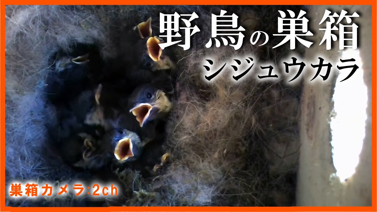 シジュウカラの巣箱 孵化 14日目 Live 巣箱カメラ 2ch Nest Box Camera 21 06 03 Youtube