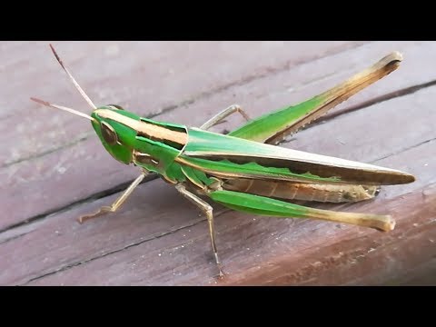 Video: Springer græshopper?