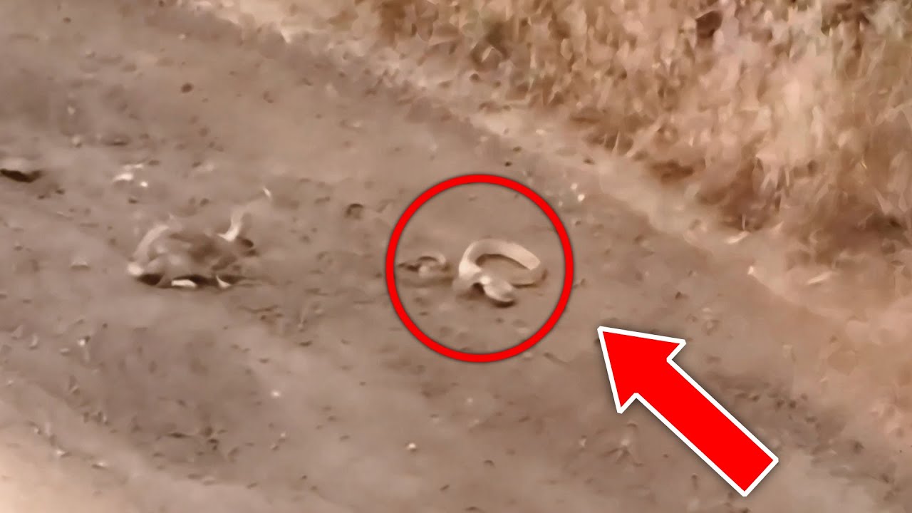 Snake Attacks Rabbit and Quickly Regrets it - YouTube