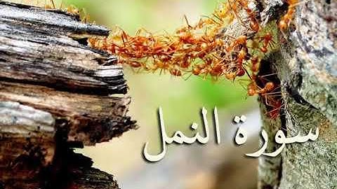 سورة النمل + القصص + العنكبوت + سورة الروم للقارئ سعد الغامدي تلاوة رائعة