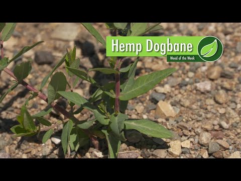 Video: Dogbane Control – patarimai, kaip atsikratyti kanapių kanapių piktžolių