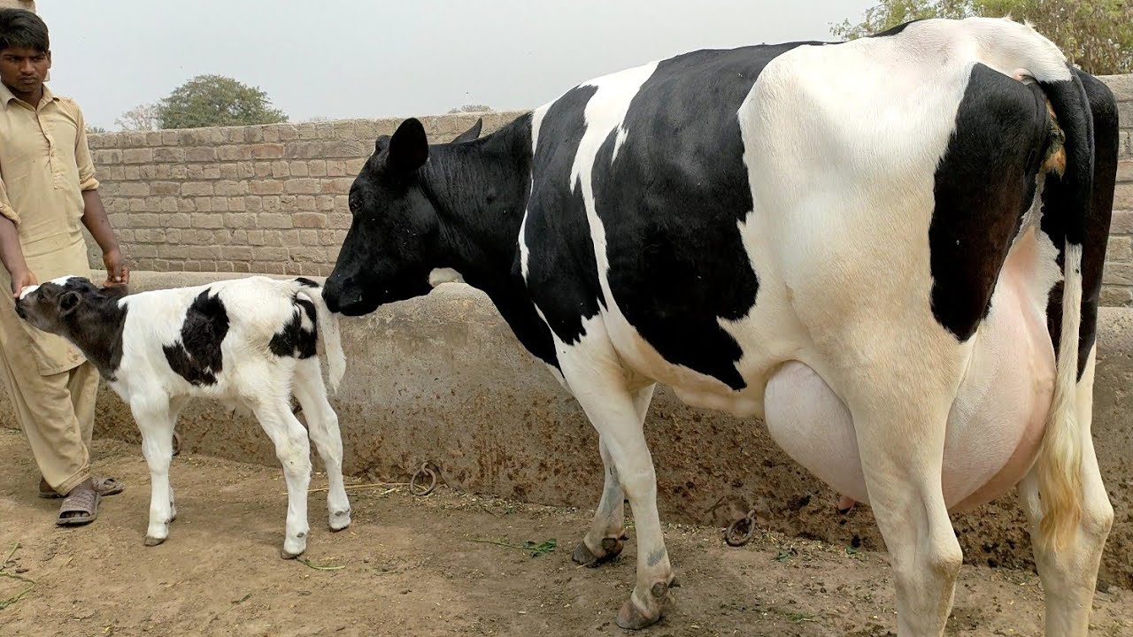 Humayoon Rind Watch subscriber ch hamayoon from khudiyain in pakistan on YouTube 20 ...