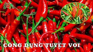Công Dụng Bất Ngờ Của Quả Ớt | Mẹo Dân Gian