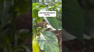 Зачем удалять коронный цветок, лишние листья и внутренние побеги?#дача #перец #огород #грядки