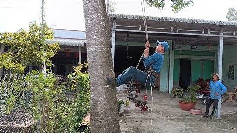 anh thợ cưa cây xà cừ gặp cơn mưa lớn tập 46#thocua