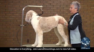 How to Groom a St. Bernard Doodle in 90 Minutes (FREE PREVIEW)