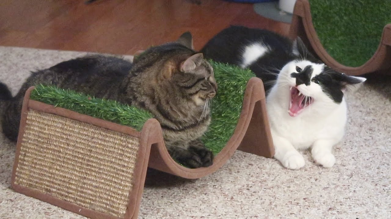 cute cats for sale Boo Year 2 # 48 - Cord Cutting, Brother Buddies, Stella In Hiding, A New Laser Toy