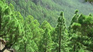 La Cumbrecita - Blick in den Vulkankrater auf der Kanareninsel La Palma