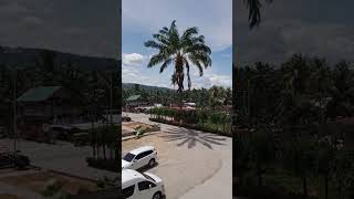 Amazing Palm Tree grows magic
