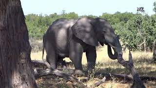 Hwange National Park