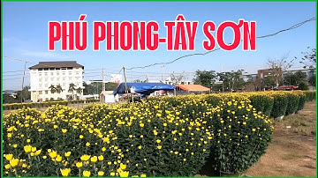 Sắc Xuân Rực Rỡ: Chợ Hoa Tết Phú Phong, Tây Sơn, Bình Định 2025 Đang Chờ Bạn Khám Phá!.