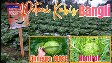 kendalikan Ulat Kubis menggunakan insektisida Cimegra