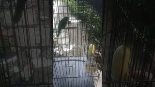 Suara burung cucak Kinoi jantan gacorrr‼️ Mantap buat masteran