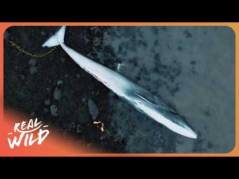 Why Are These Deep Ocean Whales Dying on Beaches?