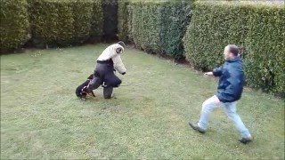 De Rimarboc Jagd Terrier En Defensa