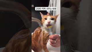 #전화 #로코베리 #숏츠 #shorts #중독성주의 #귀여움주의 #cat #dog #귀여운 #동물 #animal #고양이 #강아지 #유머 #힐링