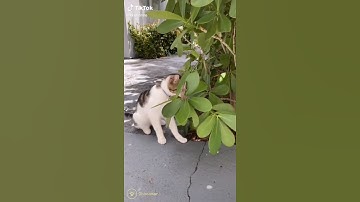 Oh No, Oh No, Oh No No No Song Cat Meme part 1 #ohnocat #catmeme #ohnoohnoohnonono #shorts