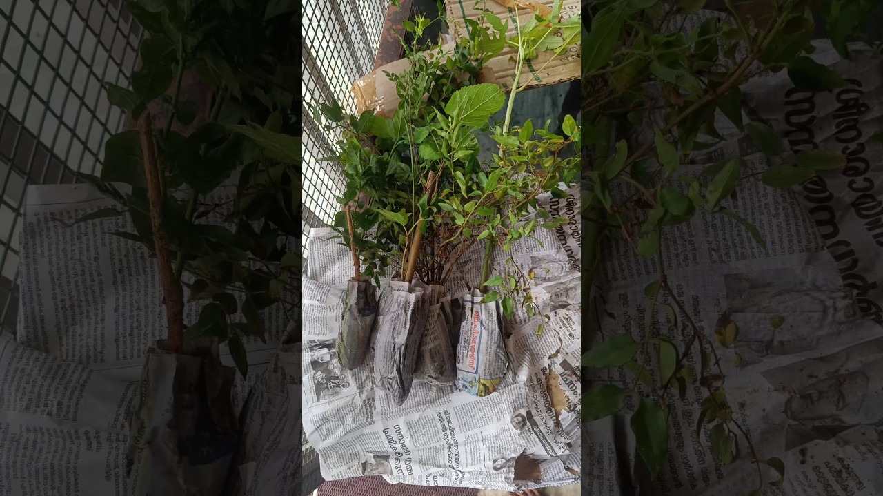 Reemz Basket plants unboxing Honest Review😭😭😭