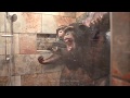 Chimpanzees taking a shower  myrtle beach safari