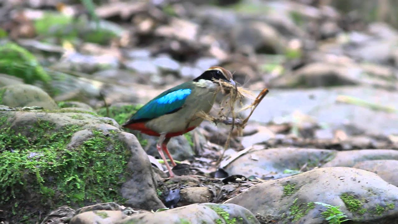 Blue-winged Pitta picking nest materials 八色鳥覓築巢材料 