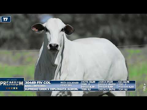 LOTE 17   30469 FIV COL