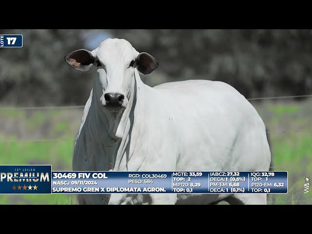 LOTE 17   30469 FIV COL