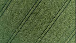 Cornfield Aerial 02 - Free (for commercial use) Footage - 4K