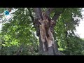 Lindeboom op Kattenberg Heiloo aangepakt na stormschade