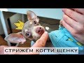 КАК СТРИЧЬ КОГТИ СОБАКЕ? | ПЕРВЫЙ РАЗ СТРИЖЕМ КОГТИ! | САМАЯ КРАСИВАЯ СОБАКА НА ЮТУБЕ | ТОЙ - ТЕРЬЕР