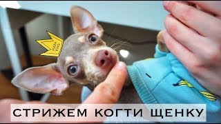 КАК СТРИЧЬ КОГТИ СОБАКЕ? | ПЕРВЫЙ РАЗ СТРИЖЕМ КОГТИ! | САМАЯ КРАСИВАЯ СОБАКА НА ЮТУБЕ | ТОЙ - ТЕРЬЕР КАК СТРИЧЬ КОГТИ СОБАКЕ? | ПЕРВЫЙ РАЗ СТРИЖЕМ КОГТИ! | САМАЯ КРАСИВАЯ СОБАКА НА ЮТУБЕ | ТОЙ - ТЕРЬЕР