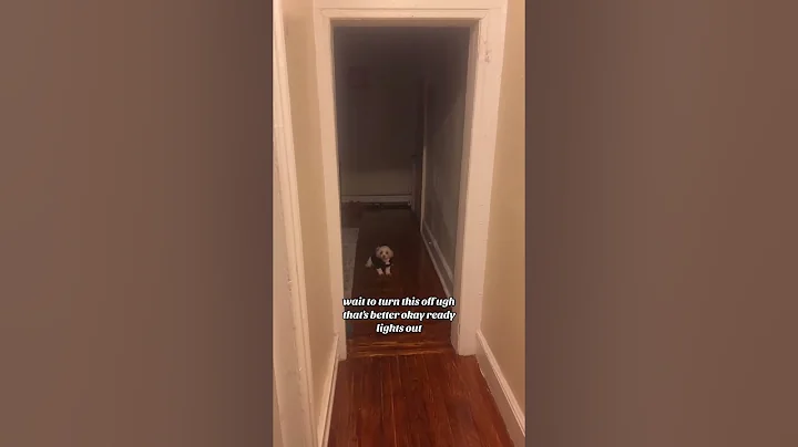 I played Lights Out Hide And Seek With My Dog From The Dark Web #dog #scary #dogs #skinwalker