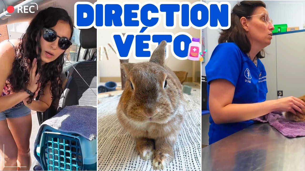 Rendez-vous VÉTÉRINAIRE avec Yuzu !🤒 Je t'emmène avec moi 🎥 VLOG