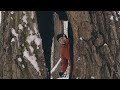 «Зимовка» на ВДНХ: как дендрологи ухаживают за деревьями
