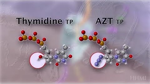 How the drug AZT blocks HIV reverse transcriptase