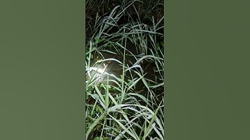 cắm cá lóc đồng mùa nước nổi #shortsvideo #shortvideo #lamtiengiang #fishing #short