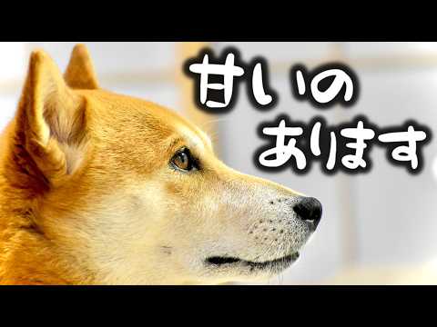 くまのプーさんにお知らせすべきブツを発見した柴犬こむぎ