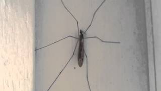 Cranefly Tipula Confusa - 2015-10-17