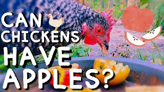 Are APPLES Safe For Chickens?🍎 Chickens Try Apples Will Chickens Eat Apples