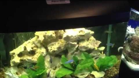 Paul Talbot talking about his aqua one 850 cichlid aquarium